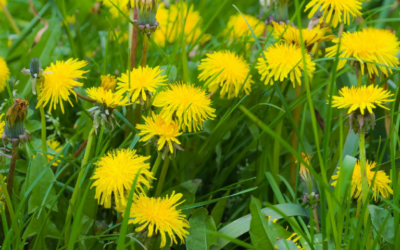 Small Farm Weeds Identifications