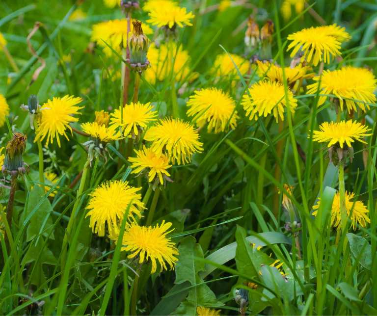 Small Farm Weeds Identifications