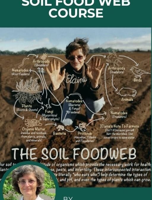 Soil Food Web Course